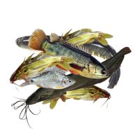 Fish-meat-agg