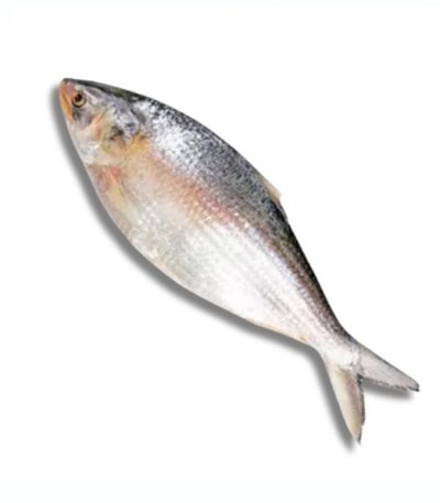 Ilish