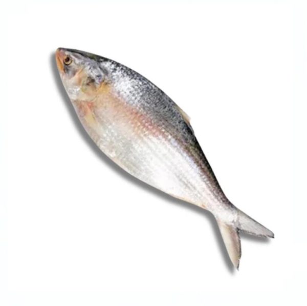 Ilish