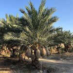 Medjool Date Tree