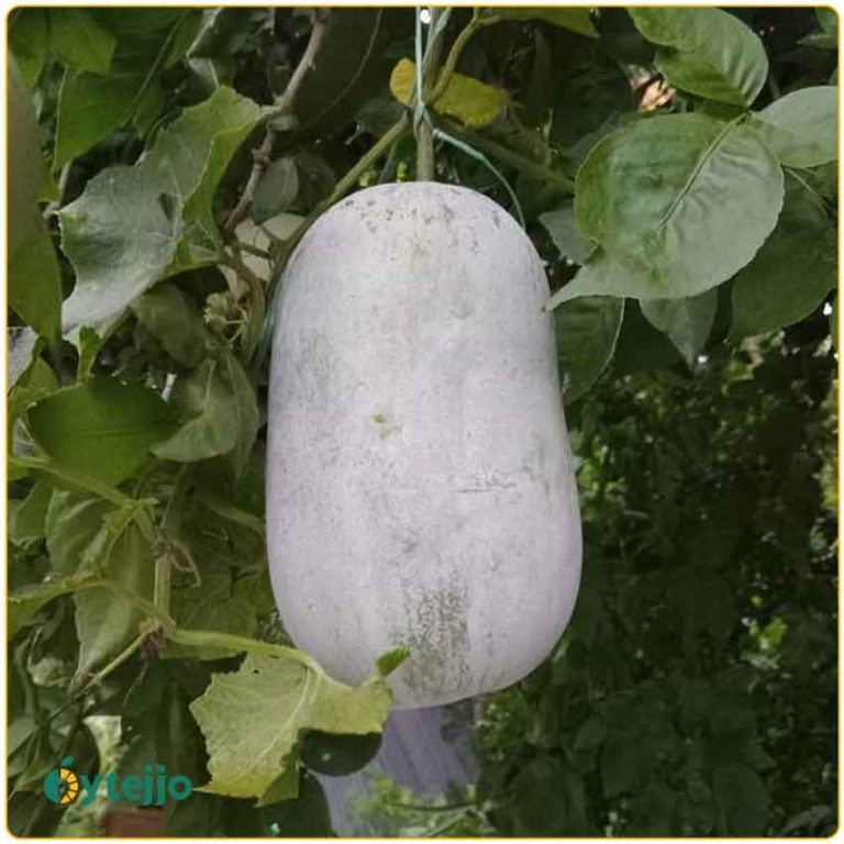 কুমড়ো বড়ি