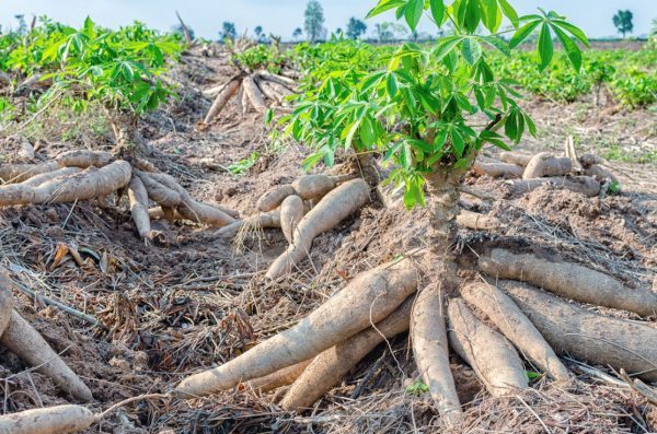 কাসাভা (Cassava) গাছের শিকড় থেকে থেকে সাগুদানা