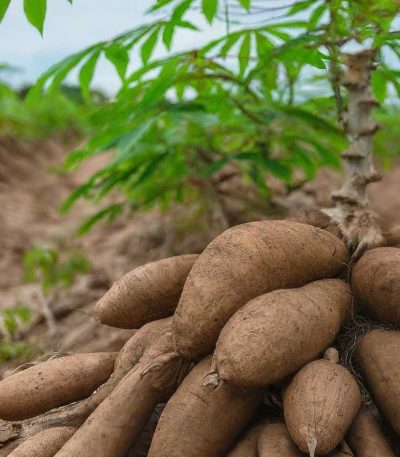 Cassava