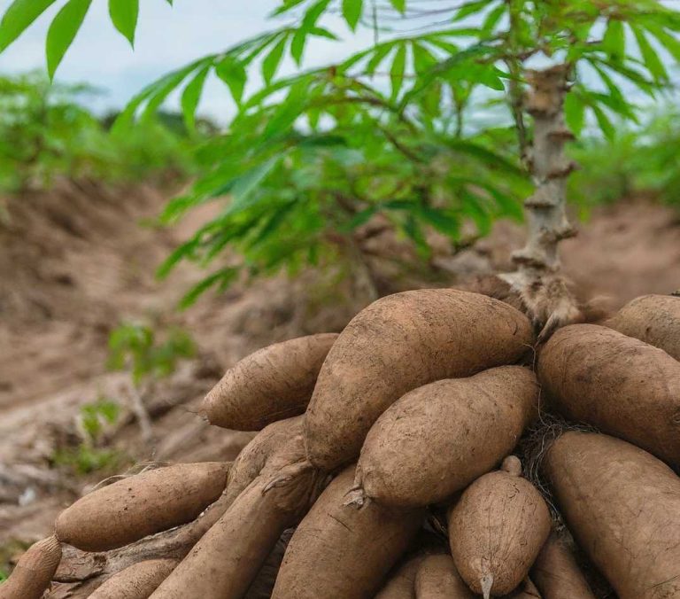 Cassava