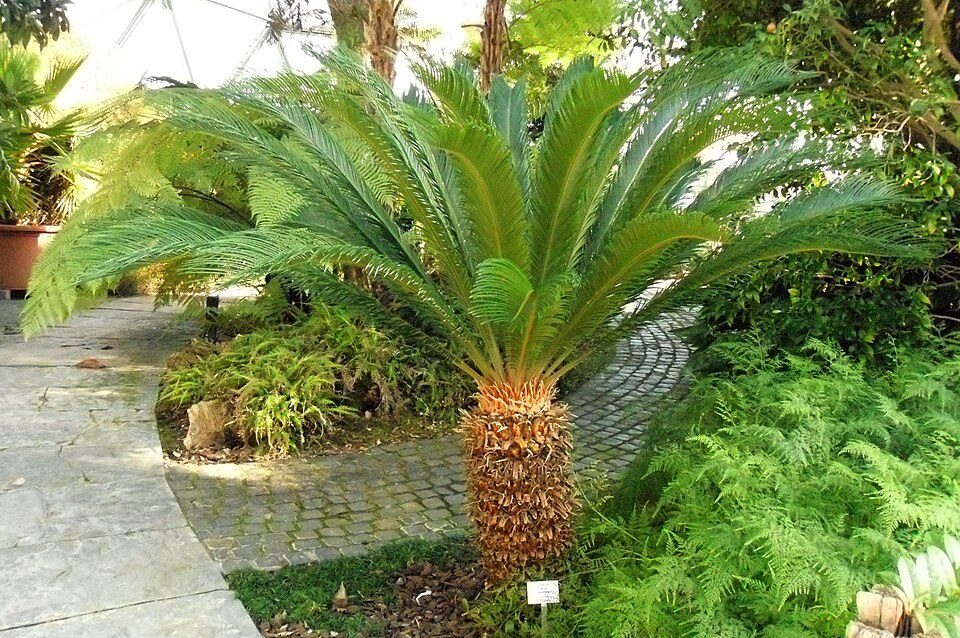 Metroxylon sagu palm