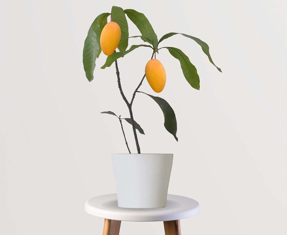 Amrapali-mango